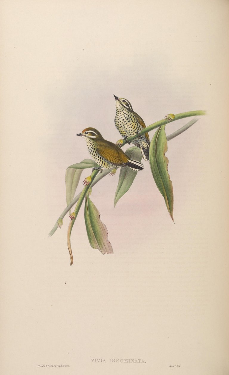 Vivia innominata = Picumnus innominatus da John Gould