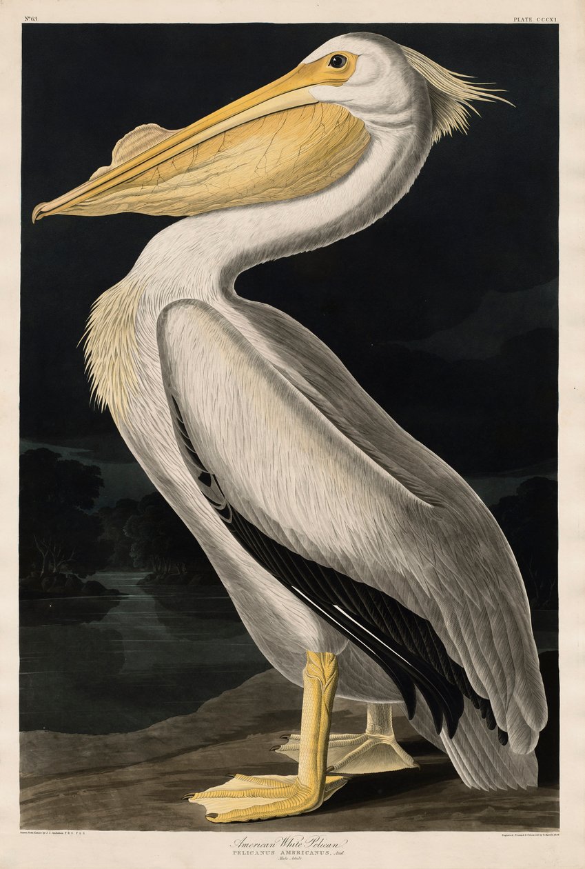 Pellicano Bianco Americano, 1836 da John James Audubon
