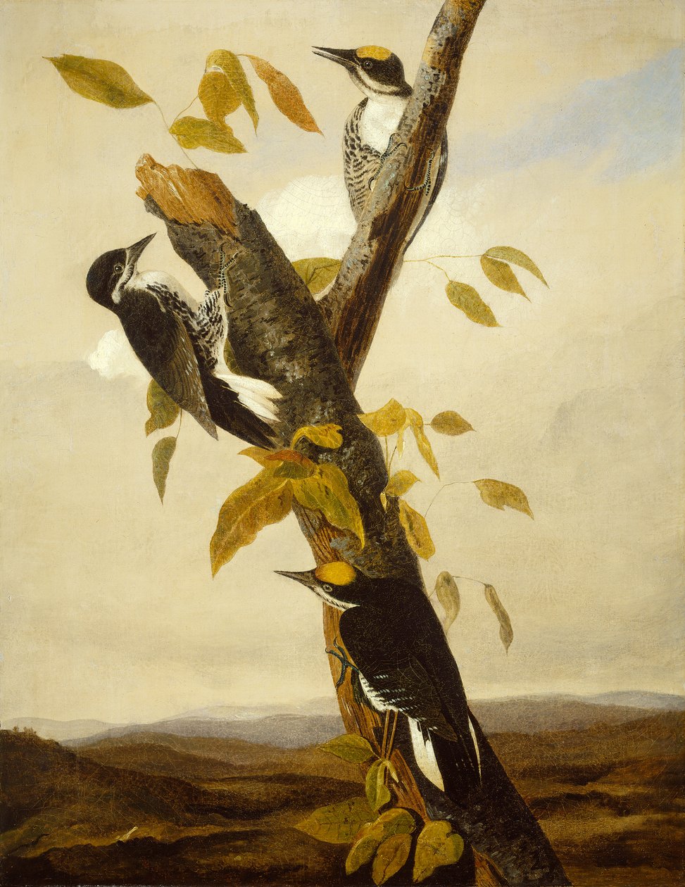 Picchio Tridattilo dal Dorso Nero, 1831-3 da John James Audubon