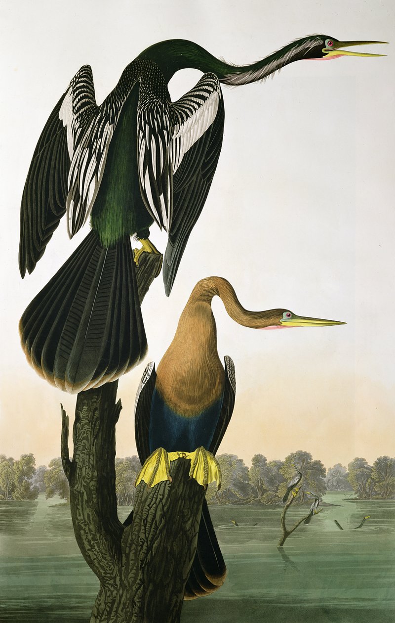 Darter dal becco nero, da 