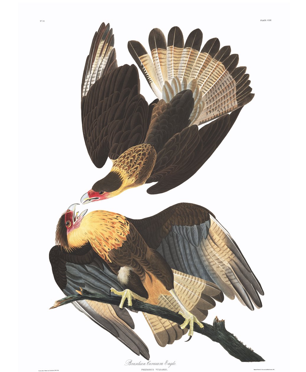 Aquila caracara brasiliana (Polyborus vulgaris) da John James Audubon