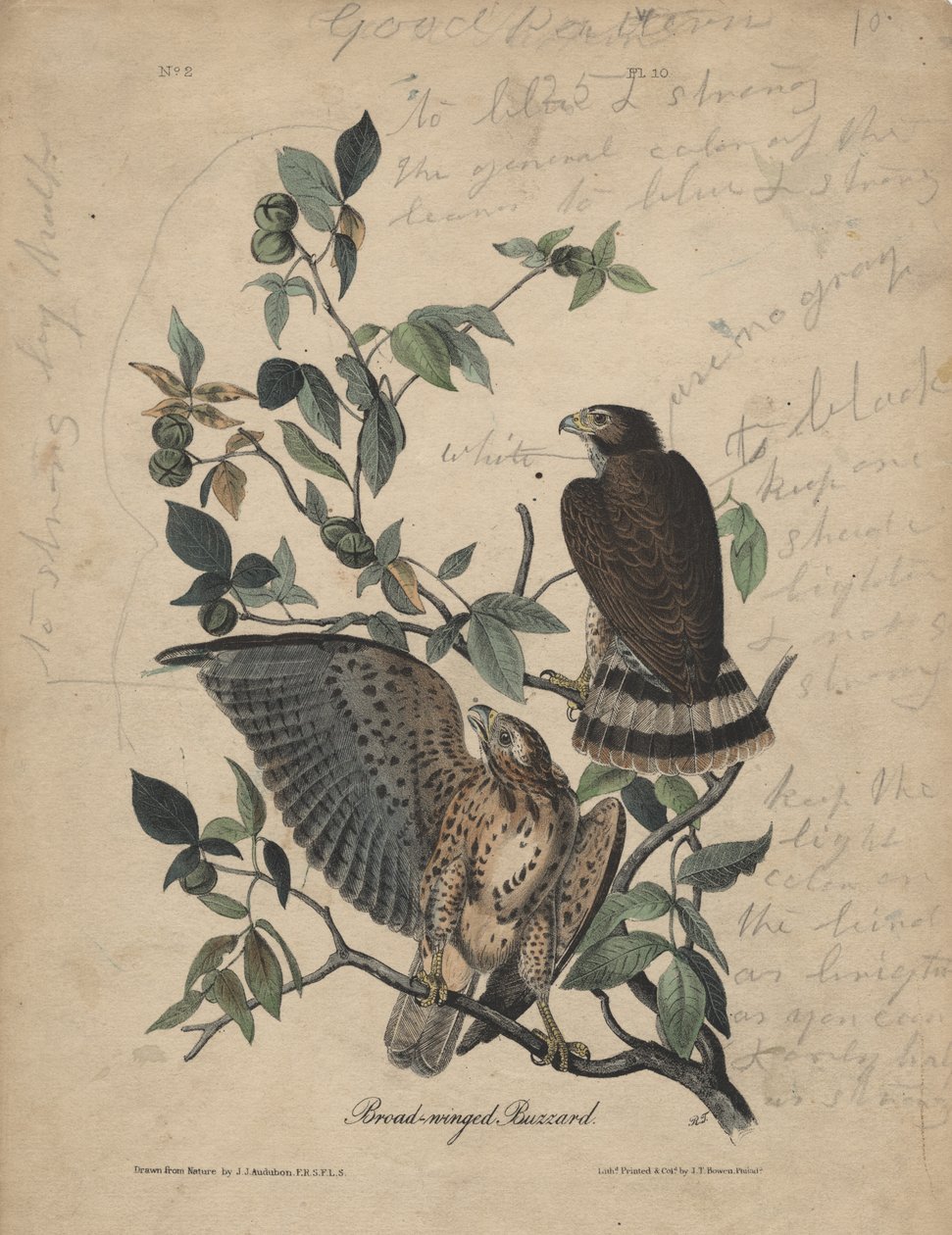 Poiana dalle ali larghe, litografia di J.T. Bowen, 1840 da John James Audubon