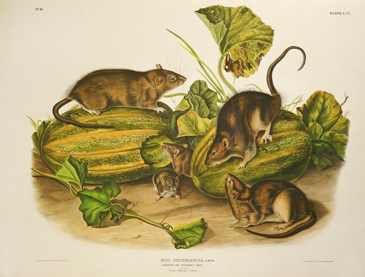 Ratto marrone o di Norvegia, inciso da John T. Bowen, pubblicato nel 1845 da John James Audubon