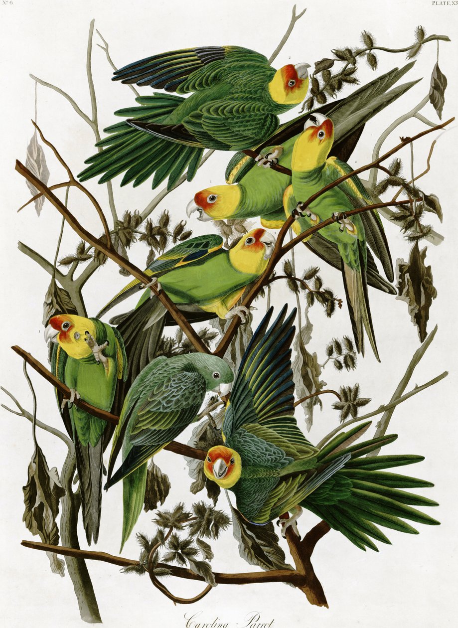 Parrocchetti della Carolina di John James Audubon (1833) da John James Audubon
