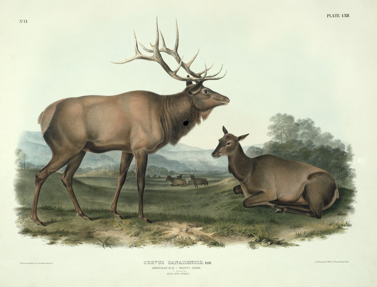 Cervus Canadensis (Alce Americano, Wapiti), tavola 62 da 