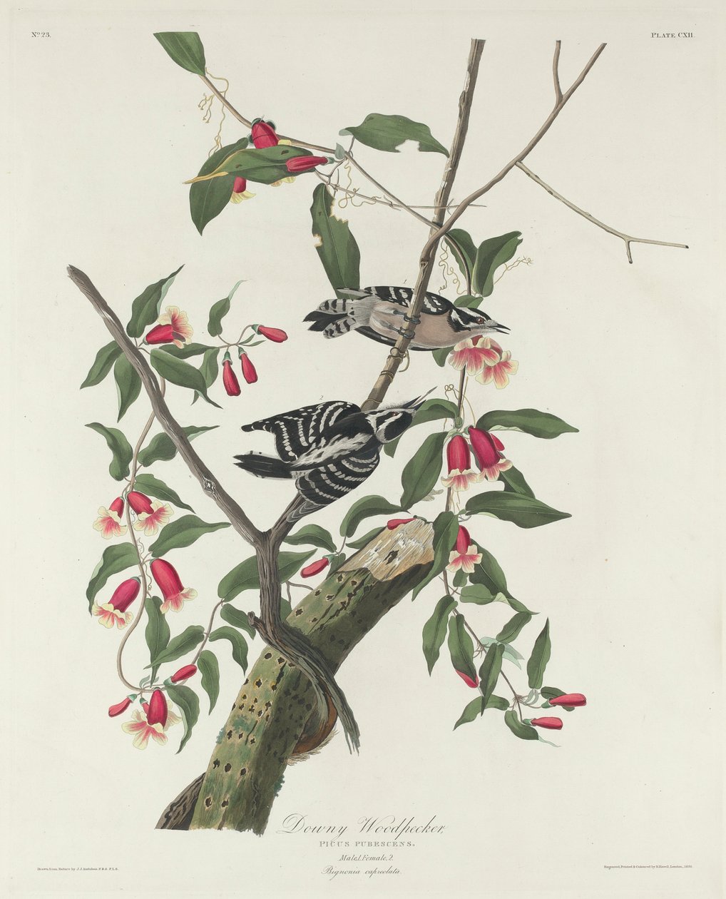 Picchio Lanuginoso, 1831 da John James Audubon
