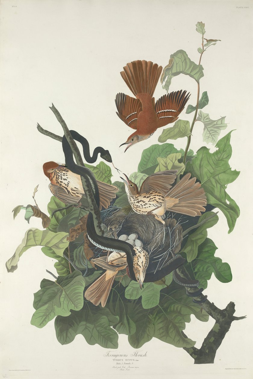 Tordo Ferruginoso, 1831 da John James Audubon