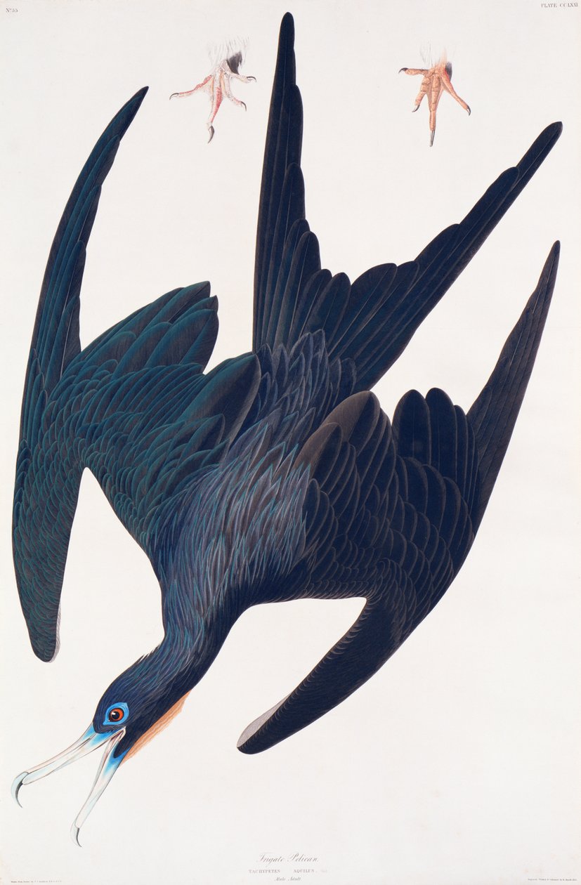 Fregata pinguino, illustrazione da Uccelli d