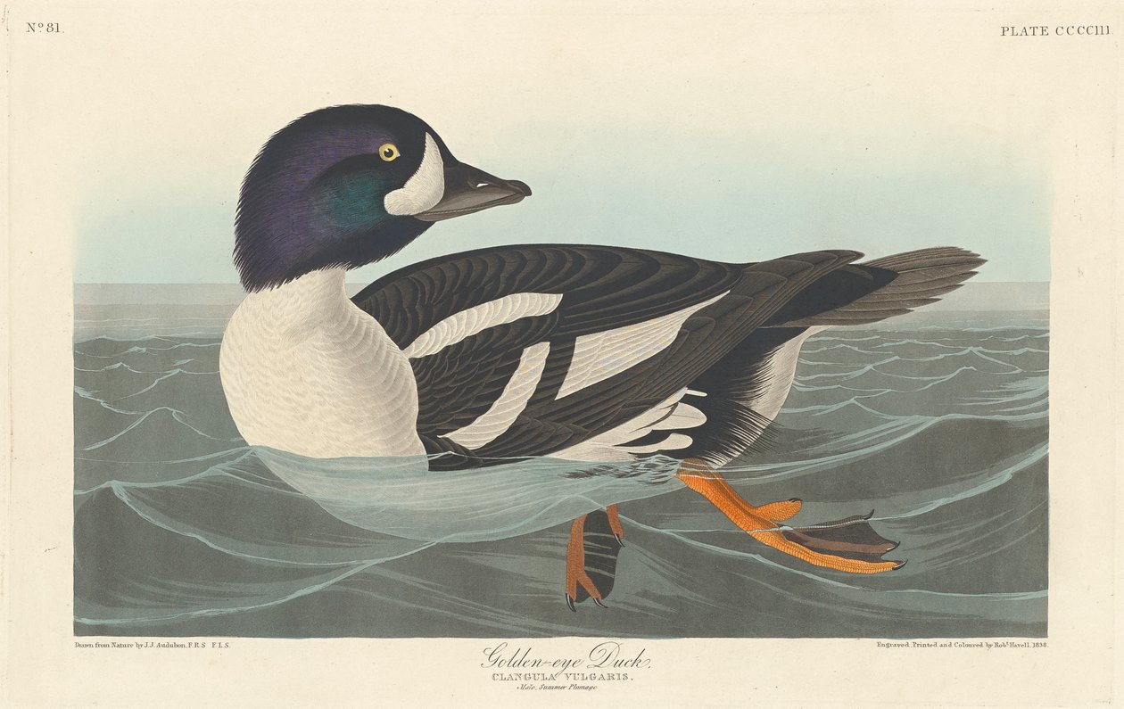 Anatra dagli occhi dorati da John James Audubon