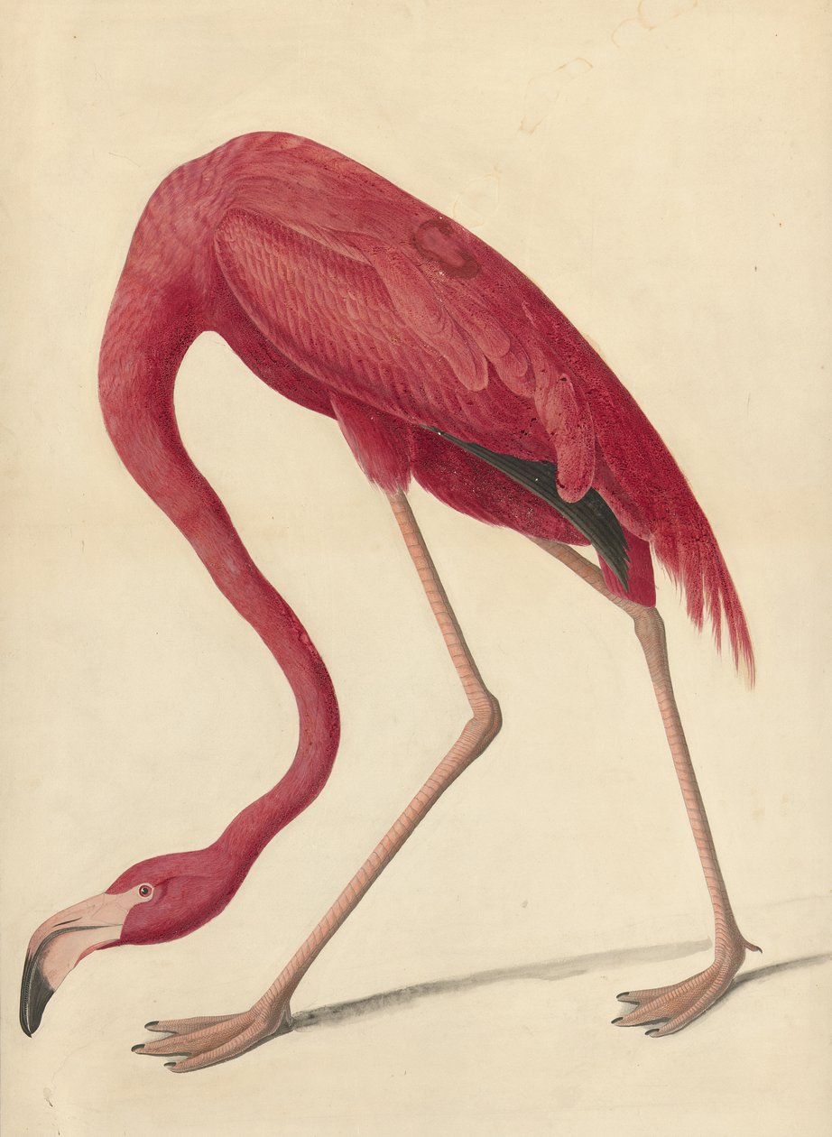 Fenicottero maggiore, 1838 da John James Audubon