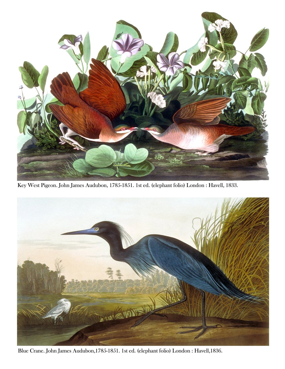 Piccione di Key West e Gru Azzurra, c.1833-36 da John James Audubon