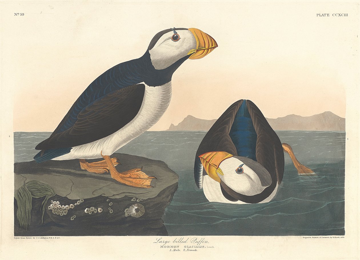 Pulcinella di Mare dal Becco Grande, 1836 da John James Audubon