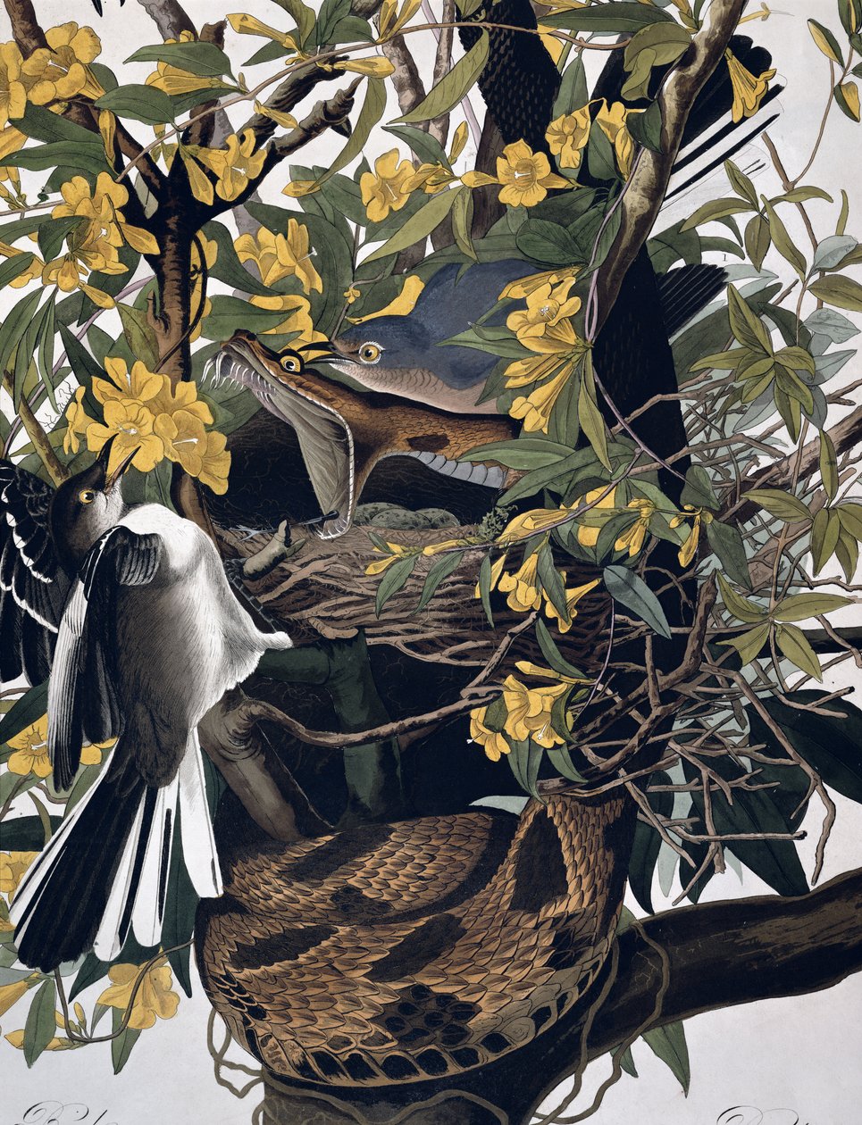 Uccelli beffardi e serpente a sonagli, da Birds of America, inciso da Robert Havell (dettaglio) da John James Audubon