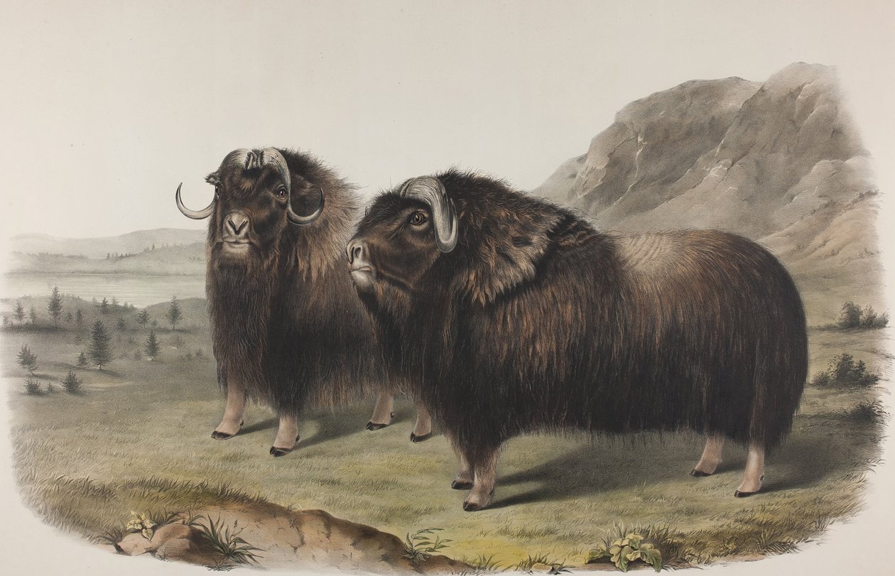 Tavola 111. Ovibus Moschatus, Gmel. Bue muschiato, 1848 (litografia colorata a mano e stampata a colori su carta vergata) da John James Audubon