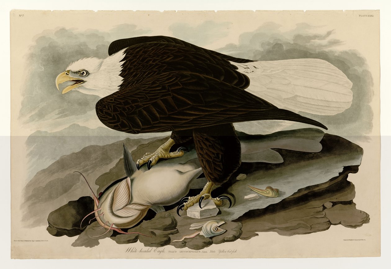 Aquila dalla testa bianca (Tavola 31 di Birds of America) da John James Audubon
