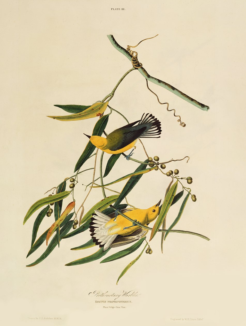 Prothonotary Warbler, da 