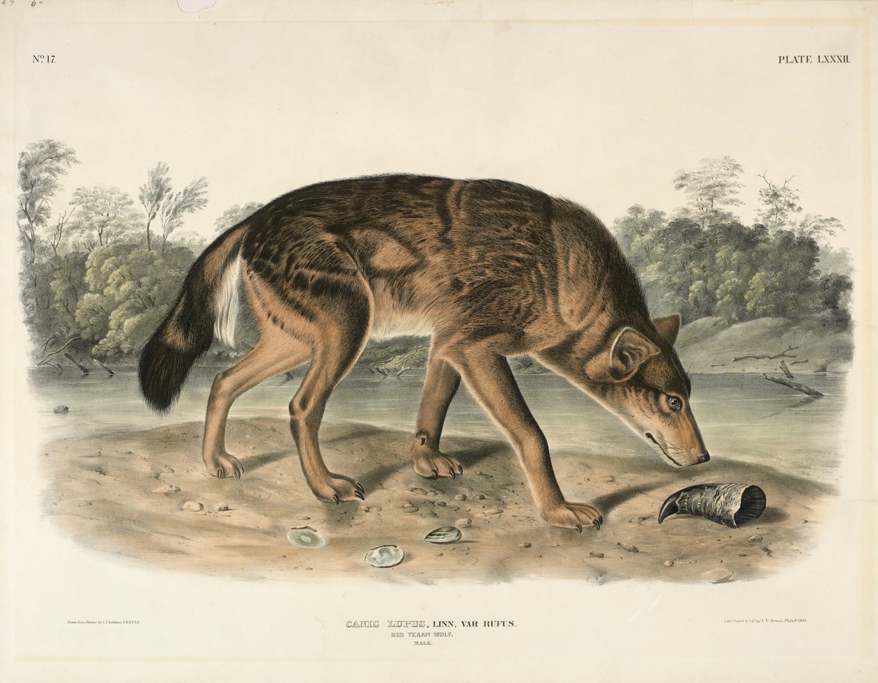 Lupo rosso texano (Canis Lupus) da John James Audubon