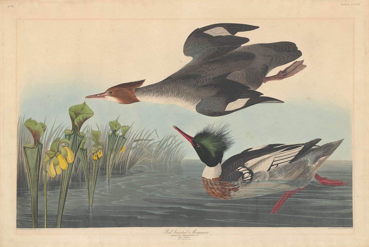 Smergo petto rosso da John James Audubon