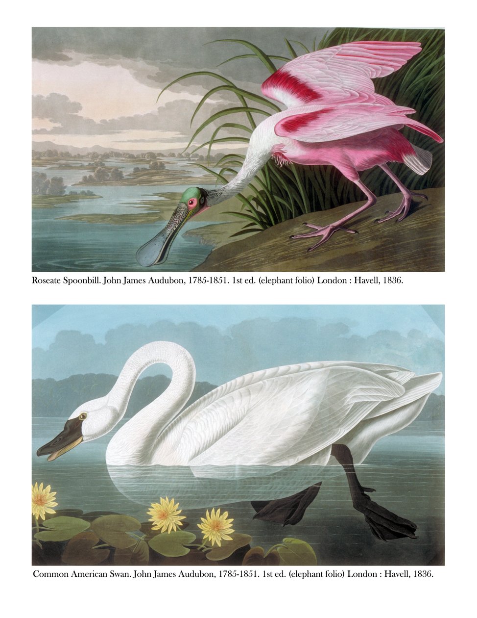 Spatola Rosata e Cigno Americano Comune, 1836 da John James Audubon