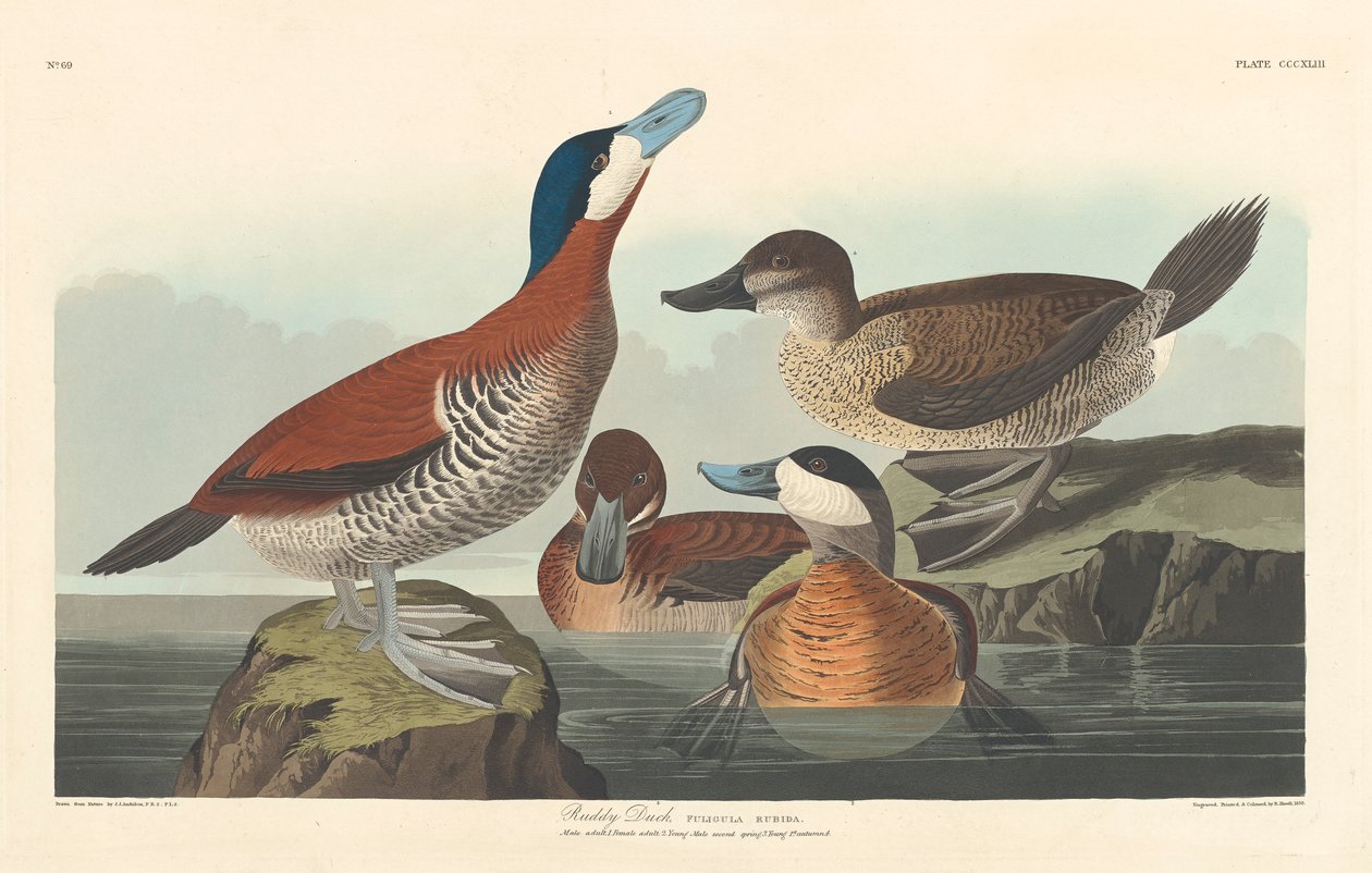 Anatra fulva da John James Audubon