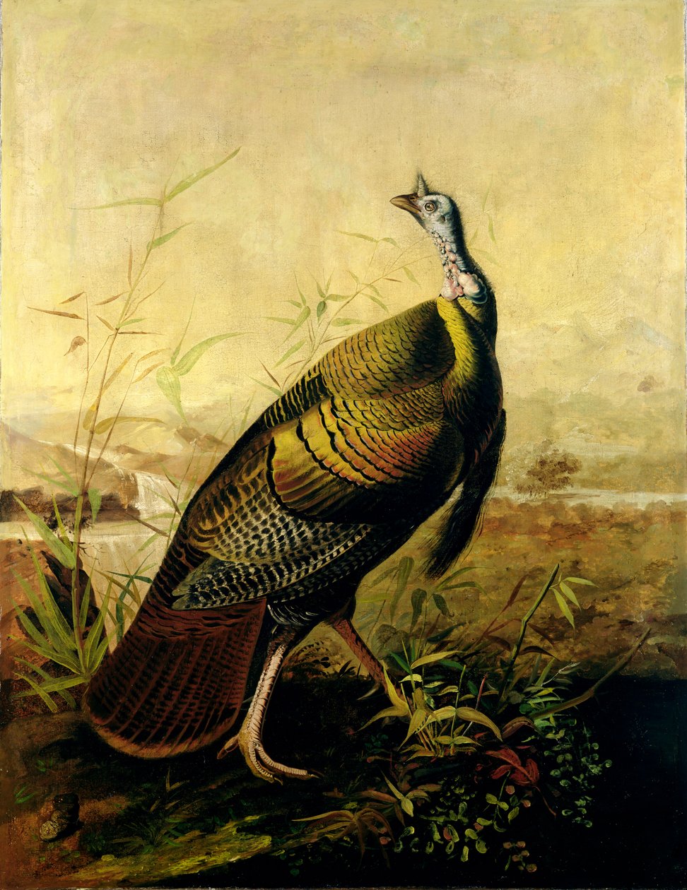 Il tacchino selvatico americano da John James Audubon
