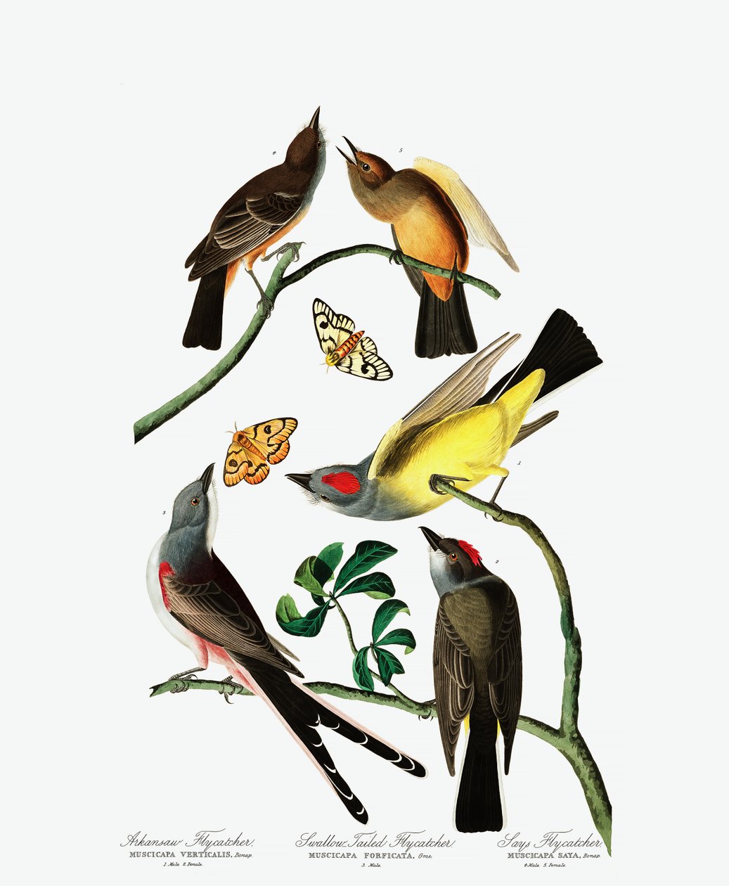 Tre varietà di pigliamosche, da The Birds of America di John J. Audubon, pub. 1827-38 da John James Audubon