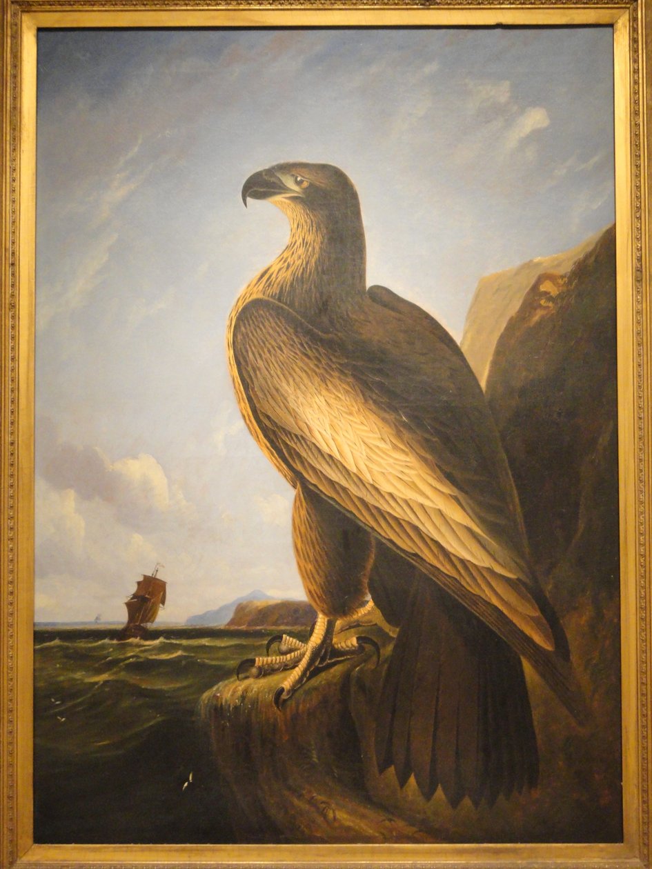 Aquila marina di Washington da John James Audubon