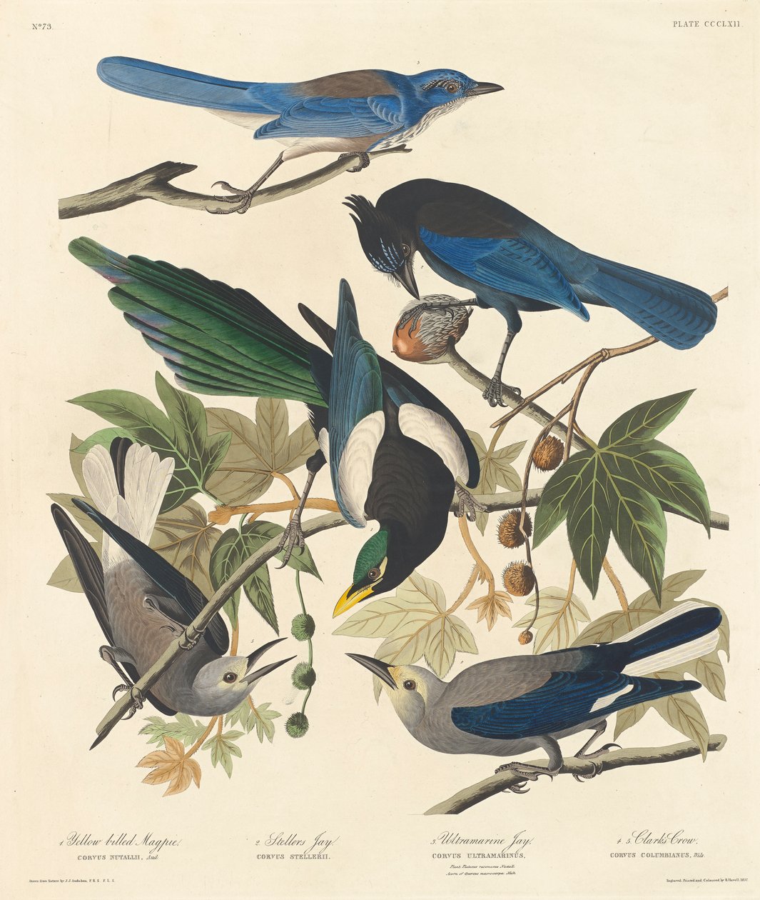Gazza dal becco giallo, ghiandaia di Steller, ghiandaia ultramarina e corvo di Clark da John James Audubon