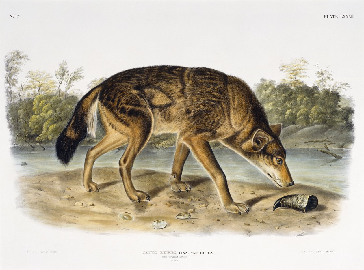 Lupo rosso texano da John James after Audubon
