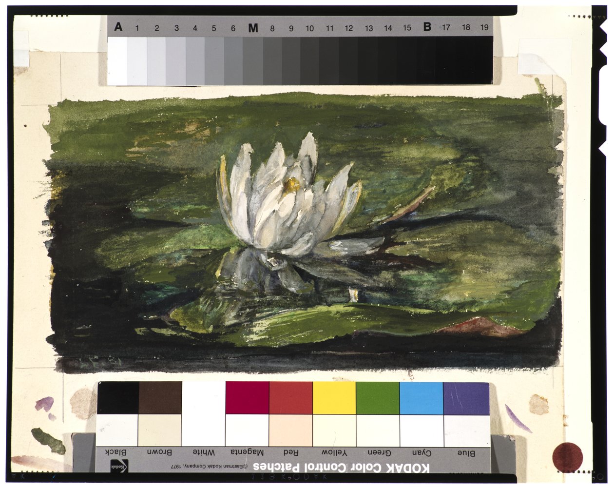 Ninfea alla Luce del Sole, 1881 da John La Farge or Lafarge