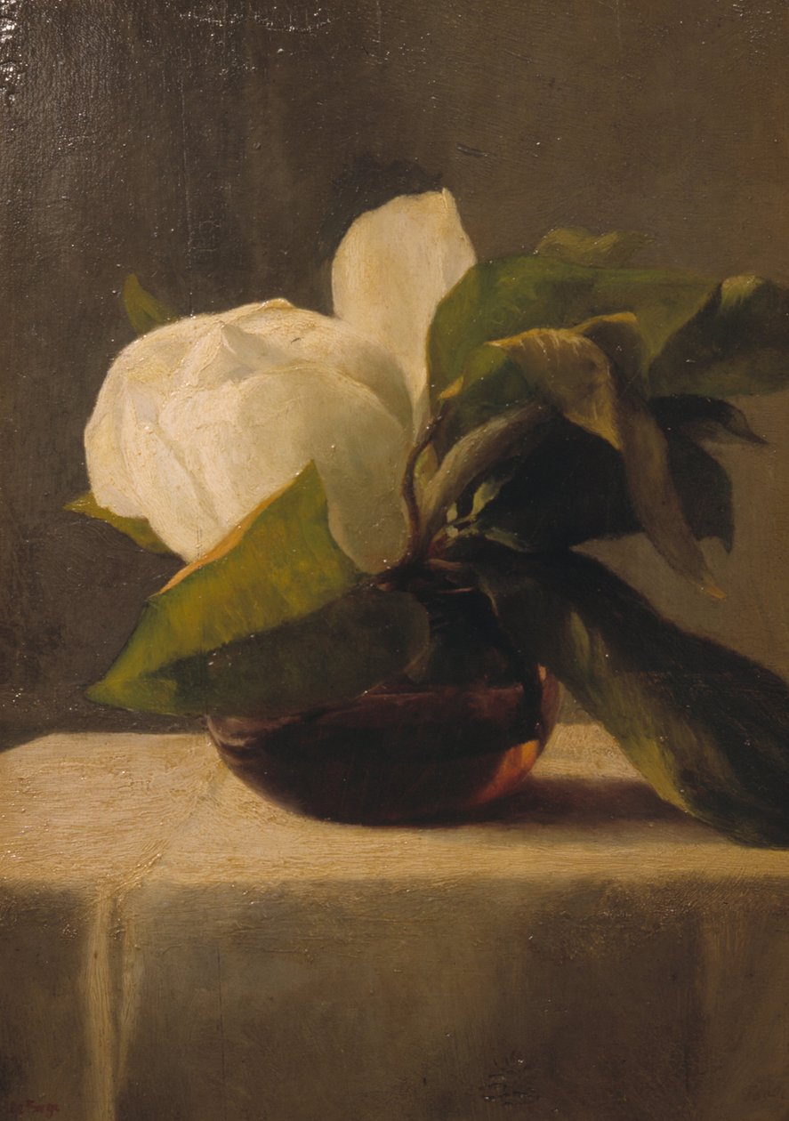 Magnolia da John La Farge or Lafarge