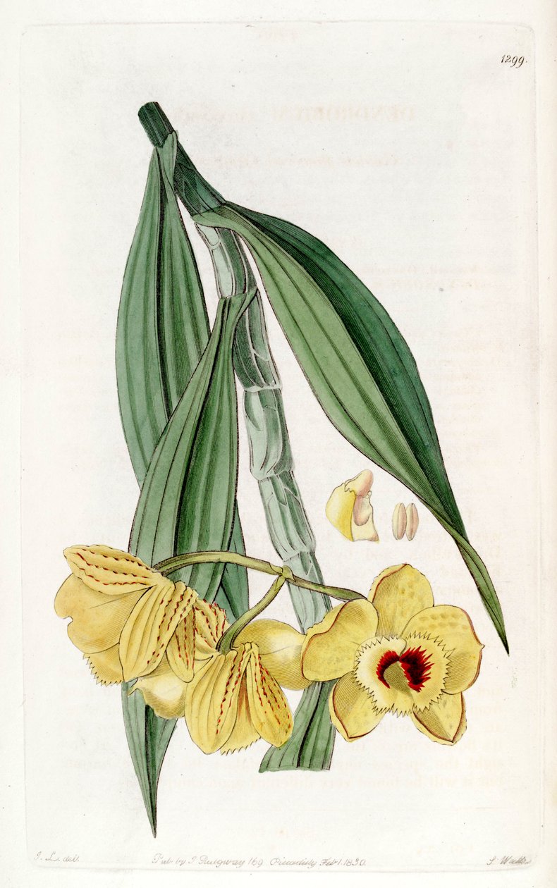 Dendrobium chrysanthum da John Lindley