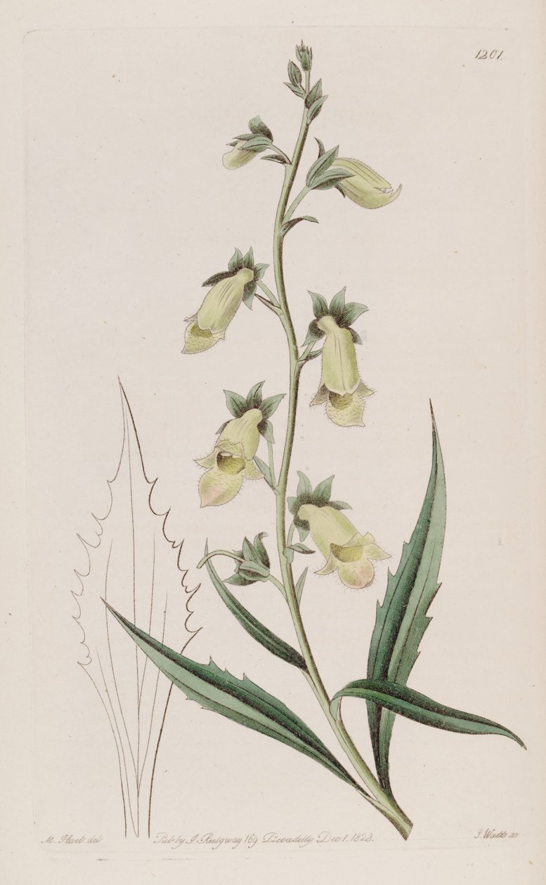 Digitalis obscura subsp. laciniata da John Lindley