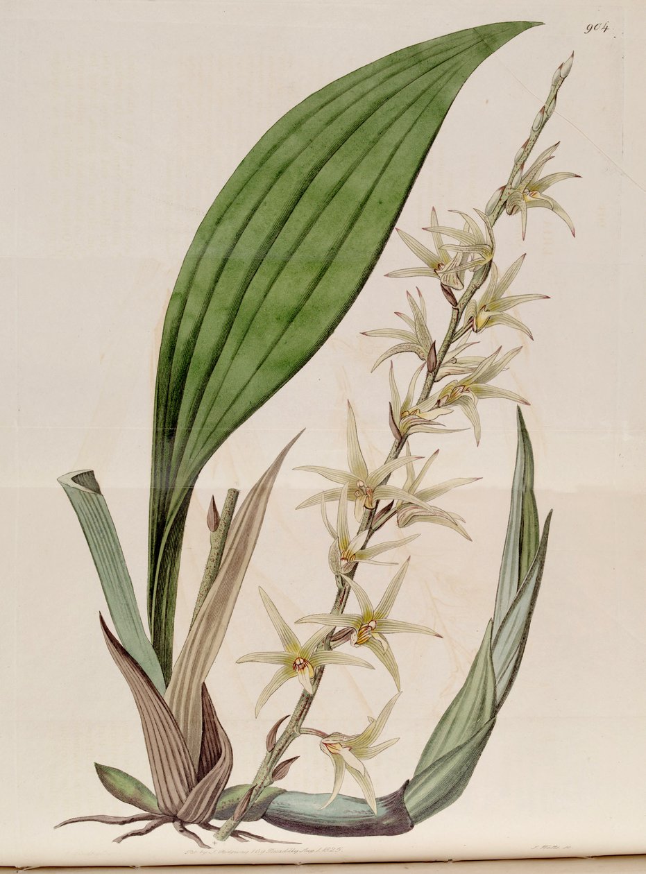 Illustrazione di Eria javanica (come sin. Eria stellata) da John Lindley