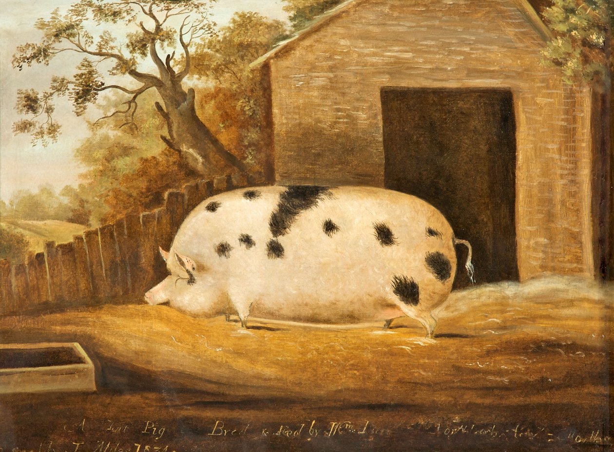 Maiale Gloucester Old Spot, 1834 da John Miles of Northleach