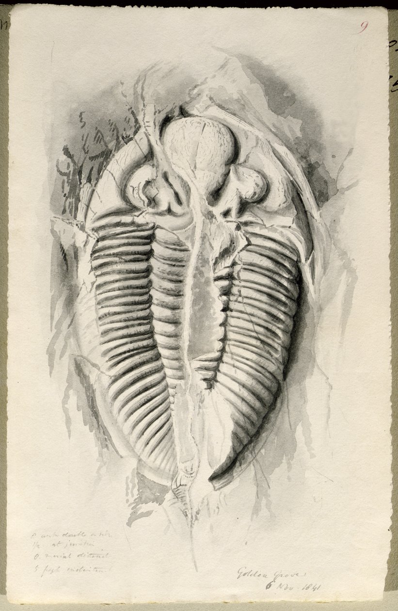 Trilobite da Golden Grove, 6 novembre 1841 da John Phillips