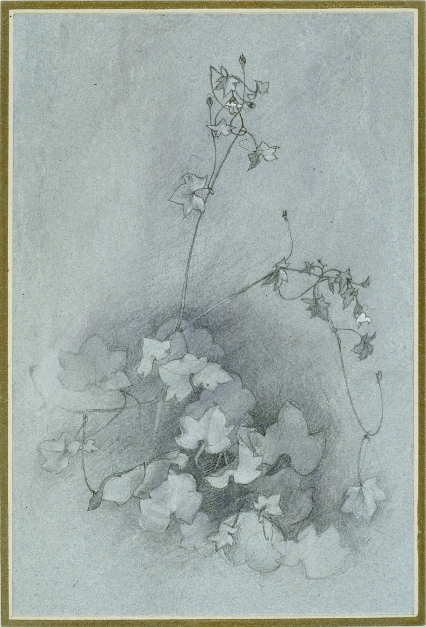 Cymbalaria muralis (
