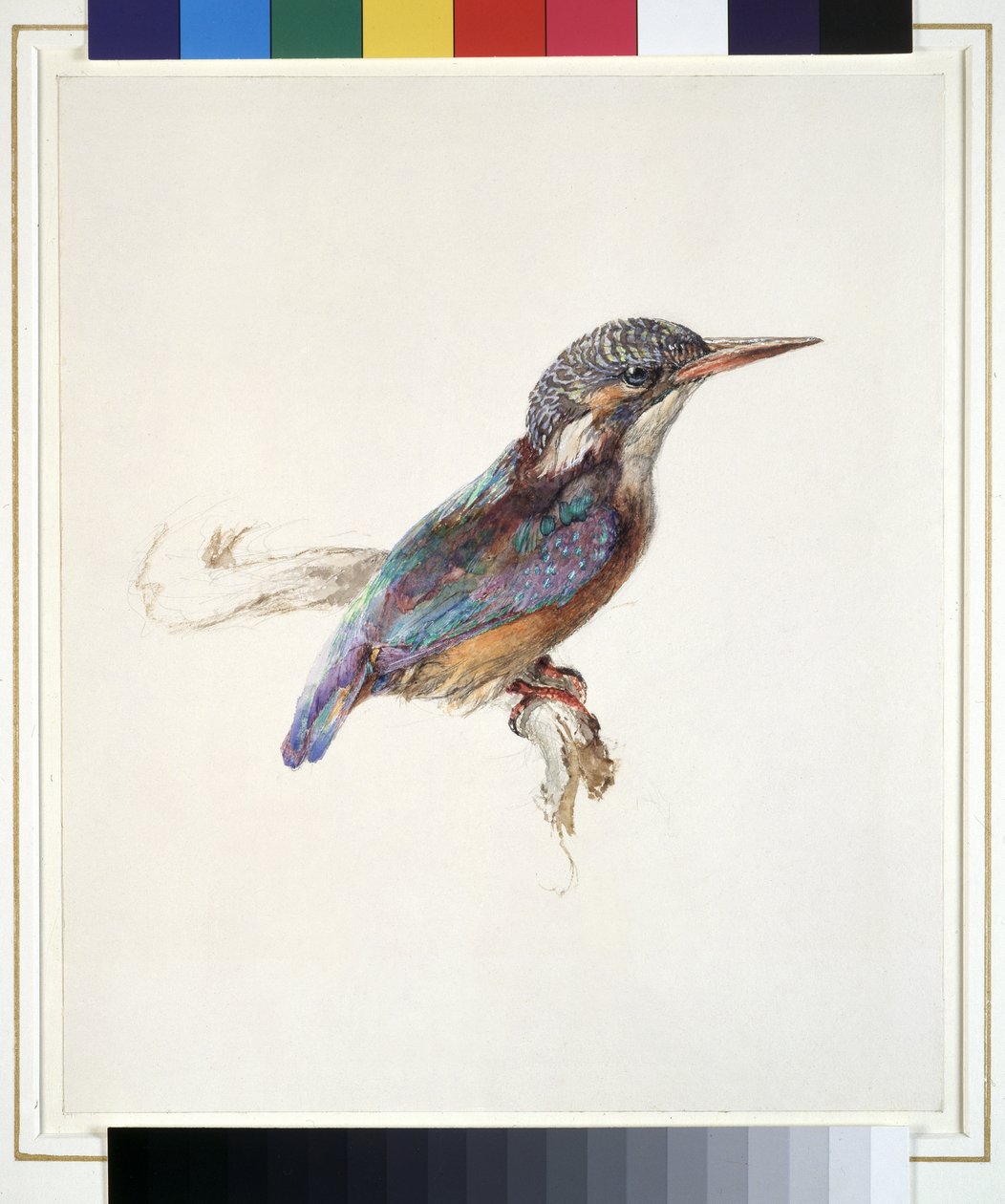 Studio di un martin pescatore, con riferimento dominante al colore, probabilmente ottobre 1871 da John Ruskin