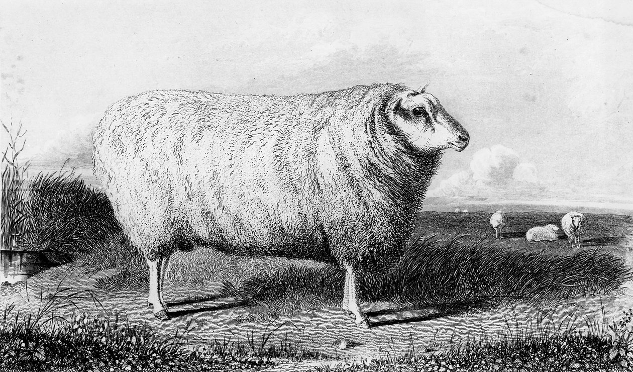 Un montone di Leicester, inciso da Thomas Landseer da John Sheriff
