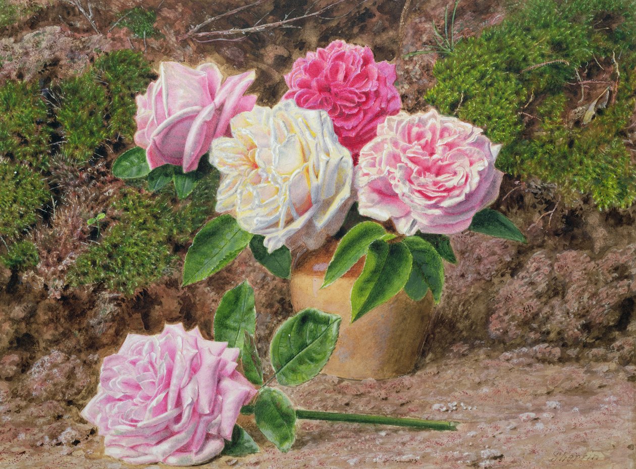 Rose in un vaso di terracotta vicino a una riva muschiosa da John Sherrin