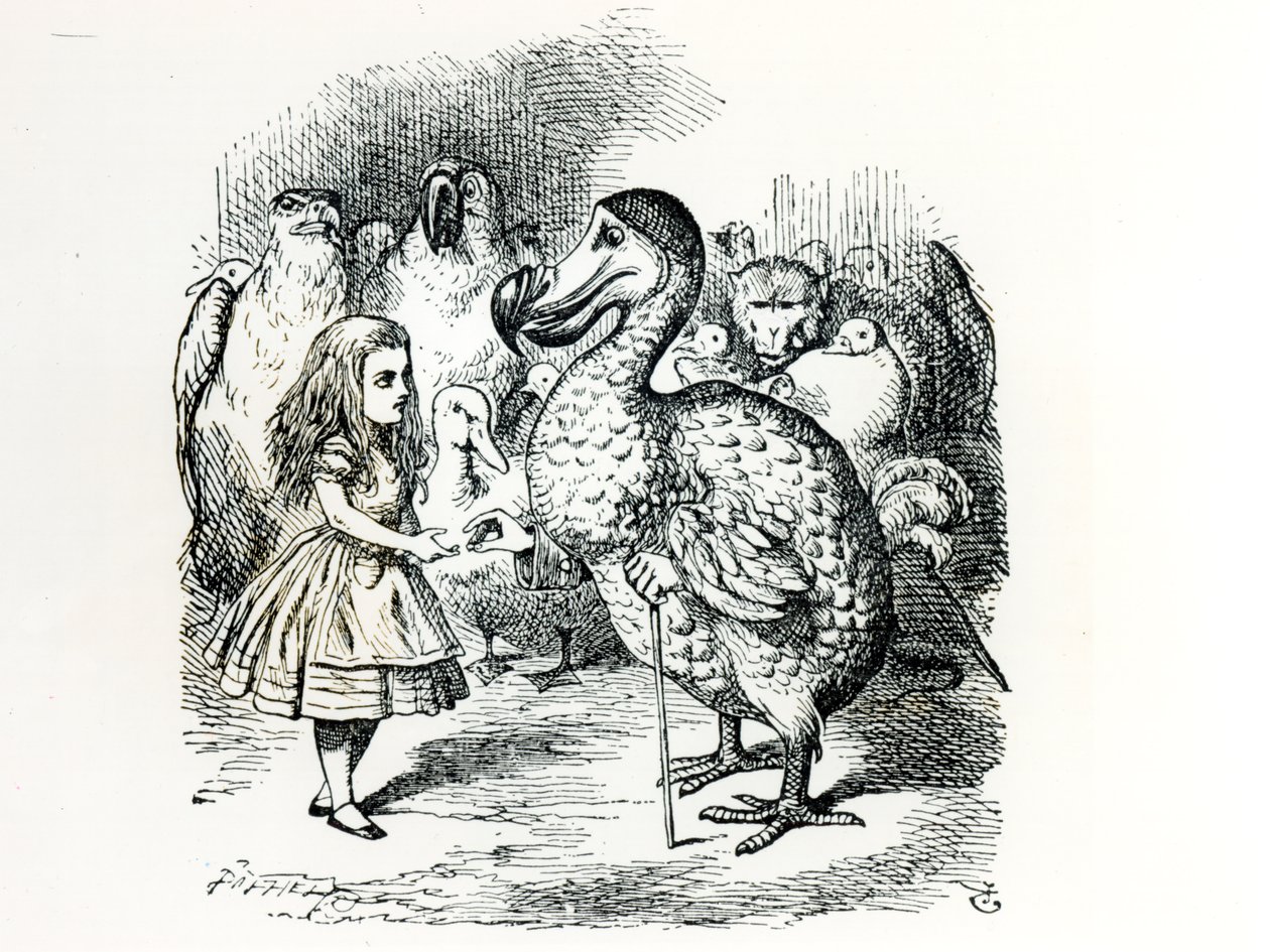 Alice incontra il Dodo, illustrazione da 