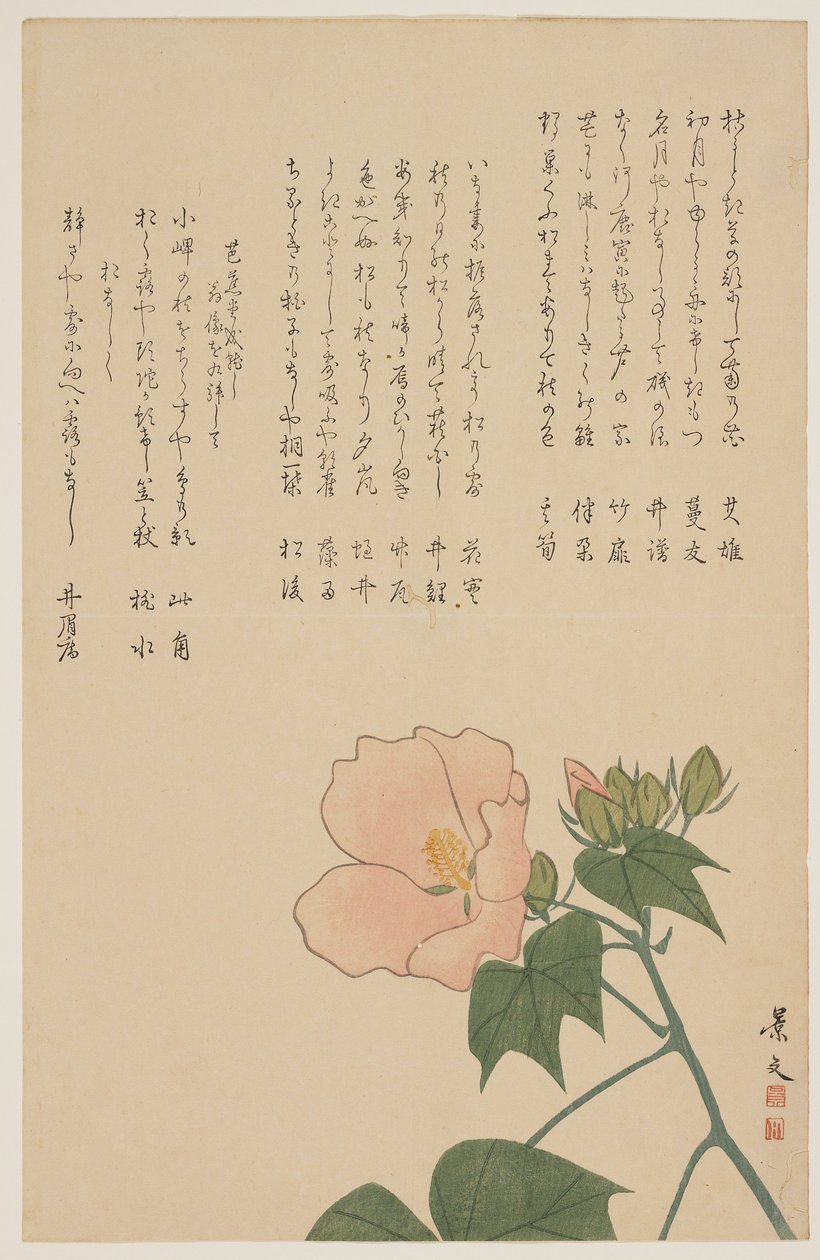 Rosa confederata, c. 1818-1829 da John Thomas Barber Beaumont