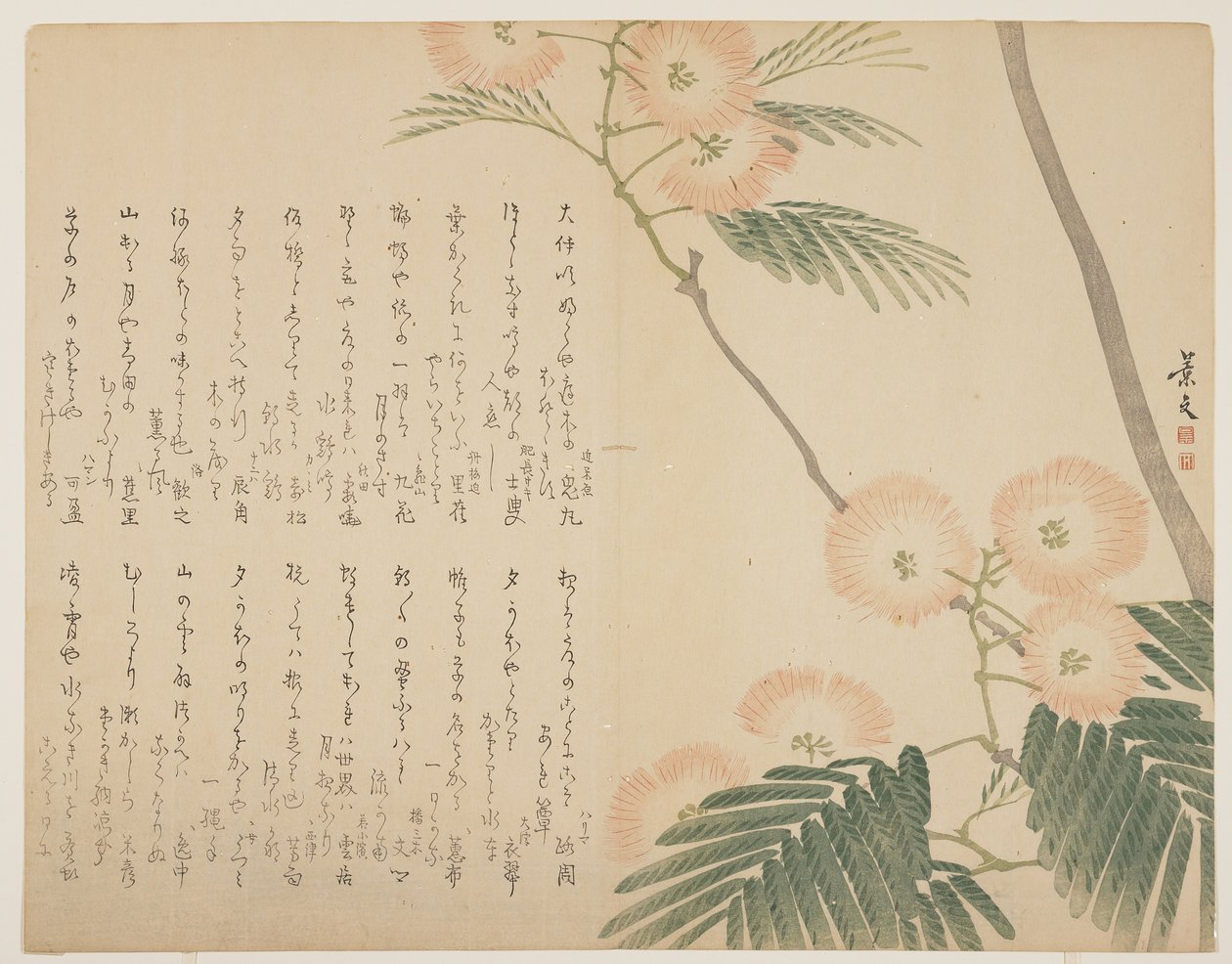 Albero di seta in fiore, c. 1818-1829 da John Thomas Barber Beaumont