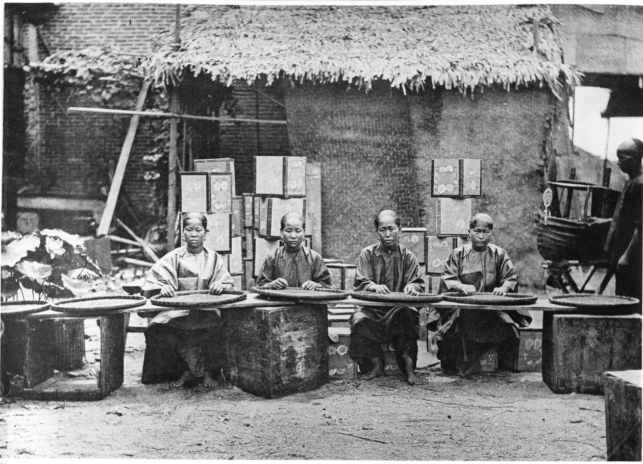 Raccolta del tè a Canton, c.1872 da John Thomson