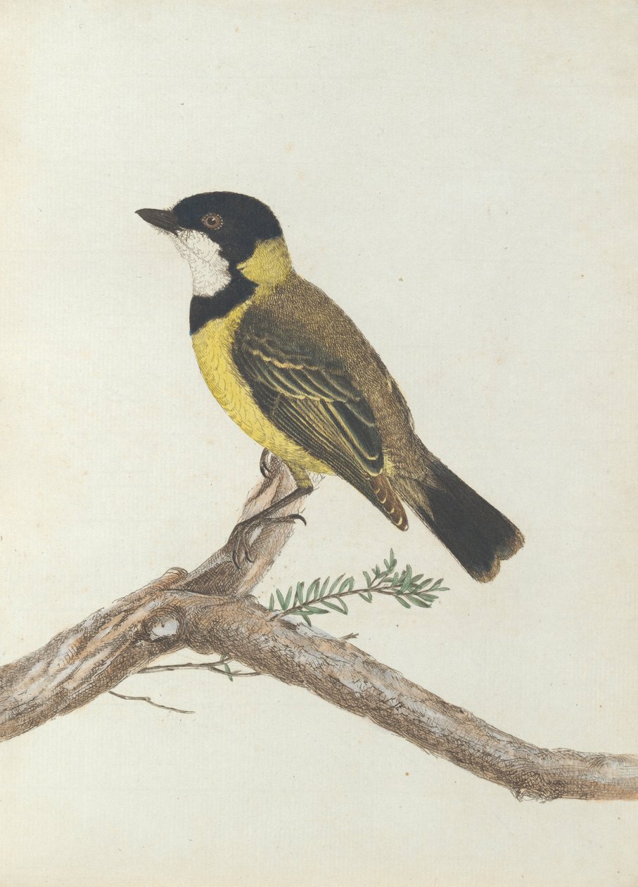 Tordo dalla corona nera. Lewin, John. Uccelli del Nuovo Galles del Sud con la loro storia naturale. Sydney- G. Howe... da John William Lewin