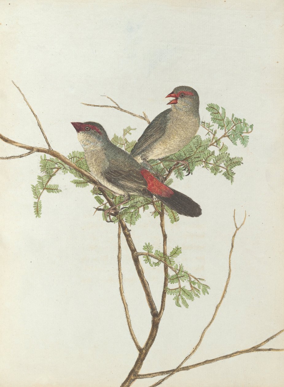 Grosbeak comune. Lewin, John. Uccelli del Nuovo Galles del Sud con la loro storia naturale. Sydney: G. Howe, ... da John William Lewin