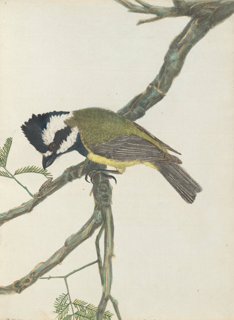 Shrike crestato. Lewin, John. Uccelli del Nuovo Galles del Sud con la loro storia naturale. Sydney: G. Howe, 18... da John William Lewin