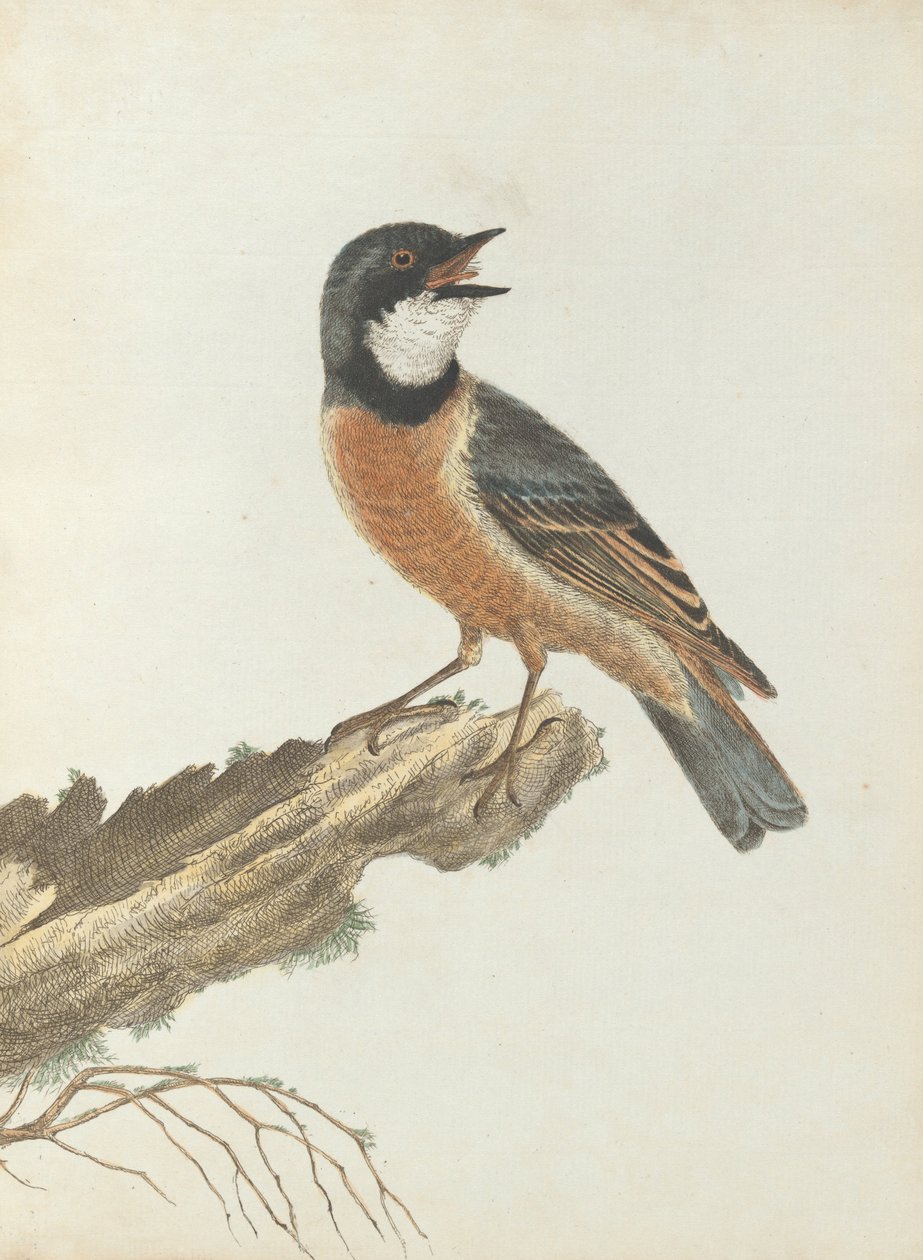 Tordo dal petto arancione. Lewin, John. Uccelli del Nuovo Galles del Sud con la loro storia naturale. Sydney: G. Ho... da John William Lewin