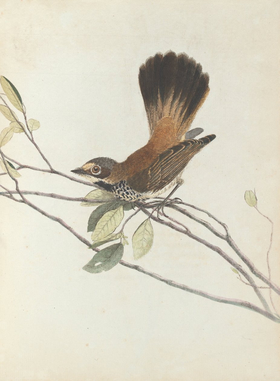 Pigliamosche arancione. Lewin, John. Uccelli del Nuovo Galles del Sud con la loro storia naturale. Sydney- G.... da John William Lewin