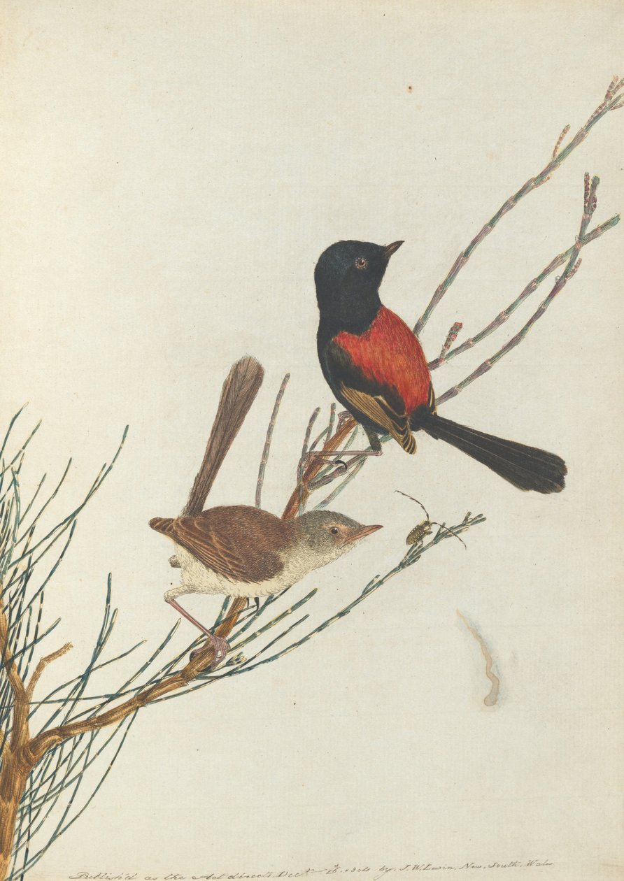 Warbler scarlatto e nero. Lewin, John. Uccelli del Nuovo Galles del Sud con la loro storia naturale. Sydney da John William Lewin